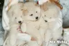 Дополнительные фото: Красивые samoyed pieciopociopociopociosae щенки щенки