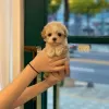 Фото №3. Неверные самцы в самичке MALTIPOO молодые для помощи.  Словения