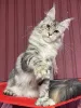 Дополнительные фото: Мейн-кун