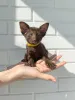 Фото №1. ориентальная кошка - купить в Старнберг за 32468₽. Объявление №173529