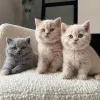 Фото №2 к объявлению №142199 о продаже британская короткошёрстная - купить в Бельгии 