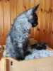 Фото №3. Котенок Кот Мейнкун Полидакт. Россия