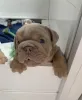 Дополнительные фото: Очаровательный английский бульдог готов пойти навсегда домой