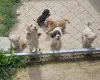 Дополнительные фото: Lagotto Romagnolo, щенок доступен