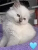 Фото №3. Любящие котят в Ragdoll готовы к своим домам навсегда. Румыния