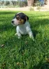 Фото №3. Джек-рассел-терьер Welpen zu verkaufen.  Австрия