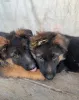 Дополнительные фото: Щенки немецкой овчарки