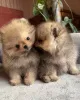 Фото №1. померанский шпиц - купить в Лос -Анджелес за 44934₽. Объявление №158868