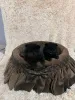 Дополнительные фото: Щенки померанского шпица высшего качества.