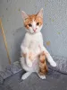 Дополнительные фото: Тоша, маленький персиковый котенок, который ждёт своего человека