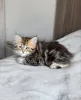 Фото №3. Пушистый полосатый сибирский котенок Pure Cuteness Overload. Германия