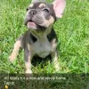 Фото №3. French bulldog puppies for sale..  Германия