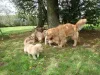 Дополнительные фото: Golden Bundle of Joy Purebred Golden Retriever Puppies for Sale!