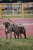 Фото №3. Presa Canario Dog Canary Puppies.  Сербия