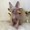 Дополнительные фото: SE Venden Gatos sphynx sanos