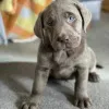 Дополнительные фото: Labrador Retriever Puppies