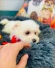 Фото №3. Продаются милые очаровательные щенки мальтийской болонки. Свяжитесь с WhatsApp.  Финляндия