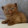 Фото №3. Здоровые британские короткошерстные котята мужского и женского пола ищут новые. Великобритания