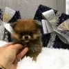 Дополнительные фото: Красивые миниатюрные щенки детей на продажу