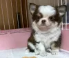 Фото №1. чихуахуа - купить в Берлине за 27830₽. Объявление №137157
