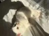 Дополнительные фото: Котята