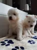 Дополнительные фото: Щенки самоеда.