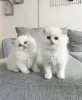 Фото №3. Ragdoll Kittens (Markbradly7575@gmail.com). Бельгия
