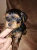 Дополнительные фото: Чистокровные щенки Йоркширского Терьера