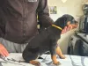 Дополнительные фото: Kauniita ja leikkisiä rottweilerin pentuja, rekisteröity Kansasiin