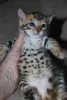 Фото №3. Чистые разведенные бенгальские котяты готовы к новому дому. Албания