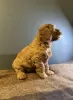 Дополнительные фото: Süßer Maltipoo