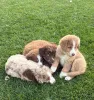 Фото №3. Standaard Australian Shepherd-pups zoeken een gezin.  Бельгия