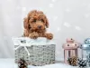 Фото №3. Щенки Toy Poodle Red Brown.  Германия