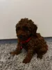 Фото №1. пудель (той) - купить в Албама за 30555₽. Объявление №159456