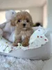 Фото №3. Entzückende Maltipoo-Welpen suchen einliebevolles Zuhause!.  Германия