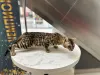 Дополнительные фото: Бенгальский кот вязка