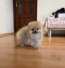Дополнительные фото: Померанский шпиц мини мальчик, Лекс