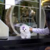 Фото №3. Игрушка Bichon Frize Puppies.  Великобритания