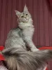 Дополнительные фото: Мейн-кун