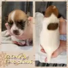 Дополнительные фото: Щенки джек рассел терьера