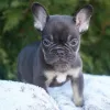 Фото №4. Продажа французского бульдога в Берлине заводчик - цена 37107₽