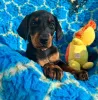 Дополнительные фото: Urocze szczenięta dobermana do adopcji