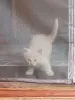 Дополнительные фото: Ищем дом для пяти невероятно красивых котят