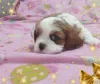 Дополнительные фото: Щенки кавалер кинг чарльз спаниель