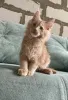 Дополнительные фото: Котята мейн-кун