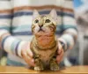 Дополнительные фото: Бенгальский кот вязка
