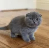 Фото №2 к объявлению №139287 о продаже шотландская вислоухая (скоттиш фолд) - купить в Греции 