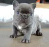 Фото №1. французский бульдог - купить в West Vancouver за 32468₽. Объявление №138021