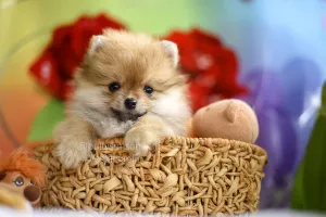 Дополнительные фото: Девочки померанского шпица Pomeranian puppies