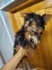 Дополнительные фото: Чистокровные щенки Йокрширского Терьера. 